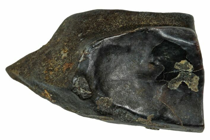 Fossil Dinosaur (Triceratops) Shed Tooth - Montana #339778